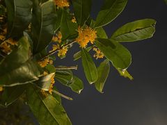 -芬芳四季养生会所(西溪店)