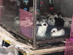 -长宁东道花卉宠物市场