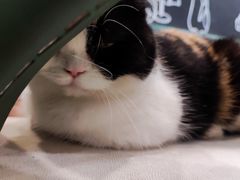 -安格丽娜·狗咖·猫咖羊驼咖(春熙路百盛商场店)
