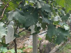 -马陆小张葡萄园农家乐