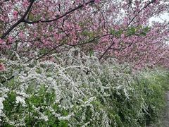 -共青国家森林公园-南大门停车场