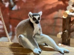 -Zoolung Zoolung动物主题公园(海信广场店)