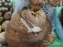 -野菌王•养生汤锅•野生菌火锅(大理漾濞路店)