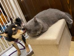 -逗柴咖啡屋·狗咖猫咖宠物桌游
