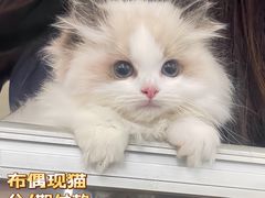 -lincat·猫舍(广州店)