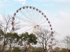 -顾村公园