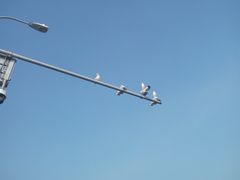 -星海湾跨海大桥
