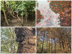 -国家植物园南园