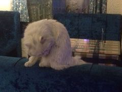 海妖酒吧-Sirena海妖日咖夜酒