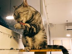 -有猫主题·治愈系猫咖(曾厝垵店)