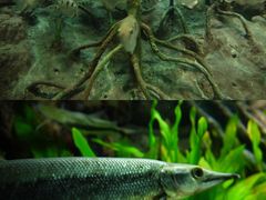 -上海海洋水族馆