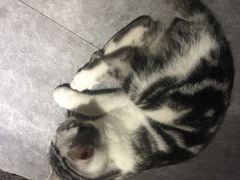 -AOE 火焰 剧本密室狼人杀