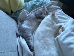 -宠颐生动物医院·猫科·心脏科(海口分院)