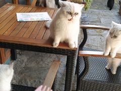 -喵屿·大理花园猫咖