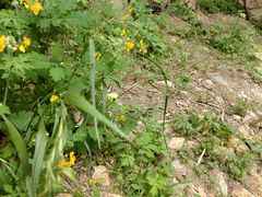 -碓臼峪自然风景区