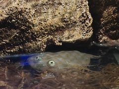 -太平洋海底世界