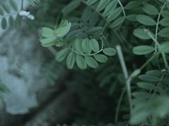 -合肥滨湖国家森林公园