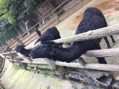 -昆明动物园