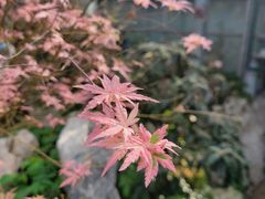 -中国科学院华南植物园