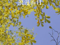 -香蜜公园