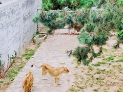 -西霞口神雕山野生动物世界