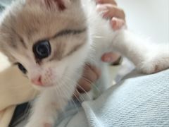 -欣宠猫屋·矮脚拿破仑·蓝金金渐层