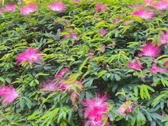 -深圳仙湖植物园