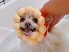 -BABYDOG宝贝狗宠物乐园(欧洲城店)