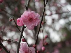 -青羊宫