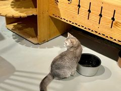 -豆逗聊愈猫阁Easy Life