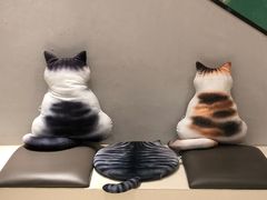 -飞行喵MR PILOT|猫舍·猫咖(静安大融城店)