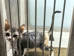 -山宅一喵德文卷毛猫舍