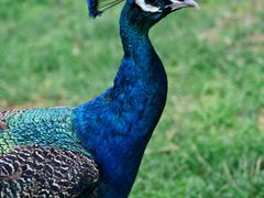 -云南野生动物园