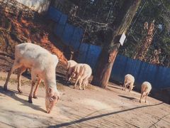 -白鹿洞书院
