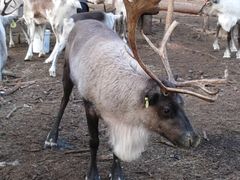 -北极村旅游风景区