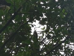 -望江楼公园