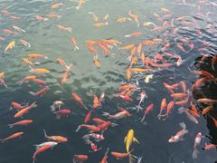 -HONGA HONGA雄家(曹路店)