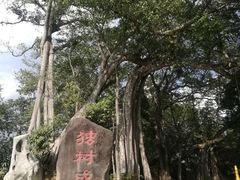 -瑞丽独树成林风景区