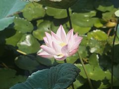 -荔湾湖公园