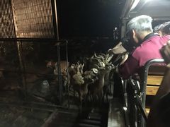 -清迈夜间动物园