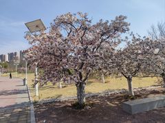 -济南国际园博园