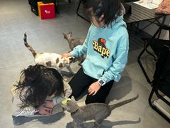 -琪喵猫屋·撸猫猫咖·猫舍