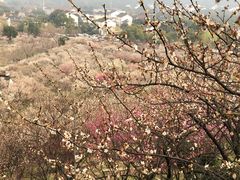 -香雪海