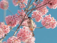 -莲花山公园