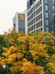 -中国黄金(北京旗舰店)