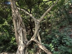 -板樟山森林公园