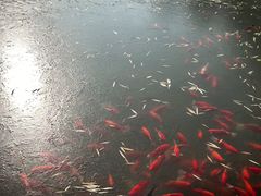 -金城公园