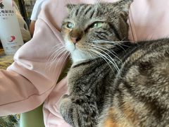 -平行世界·猫咖(首经贸店)