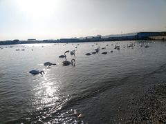 -烟墩角天鹅湖