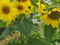 -前小桔亲子创意农场·草莓采摘·露营烧烤